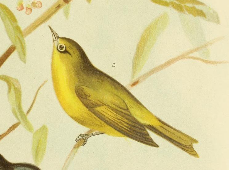 Canary white-eye Birds