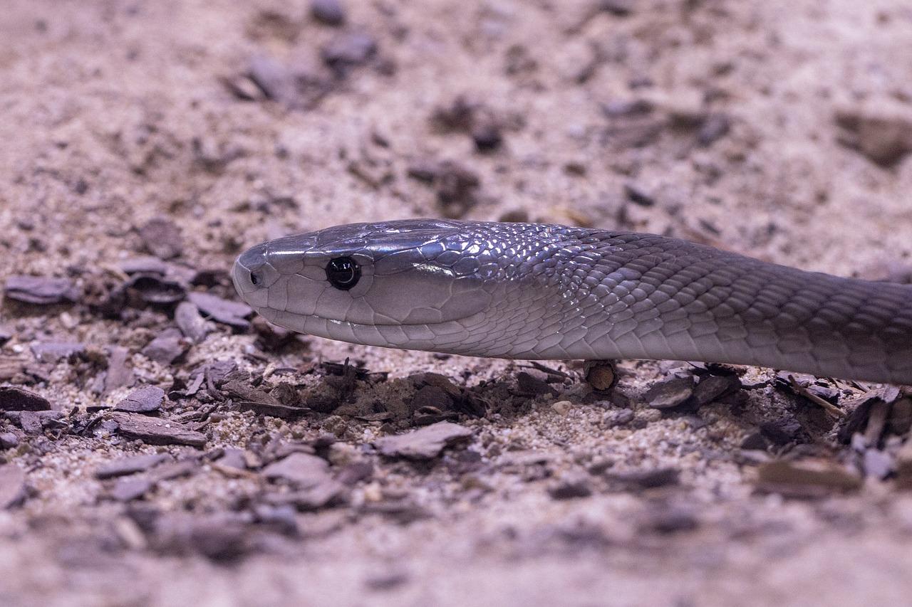 Black Mamba (D. polylepis)