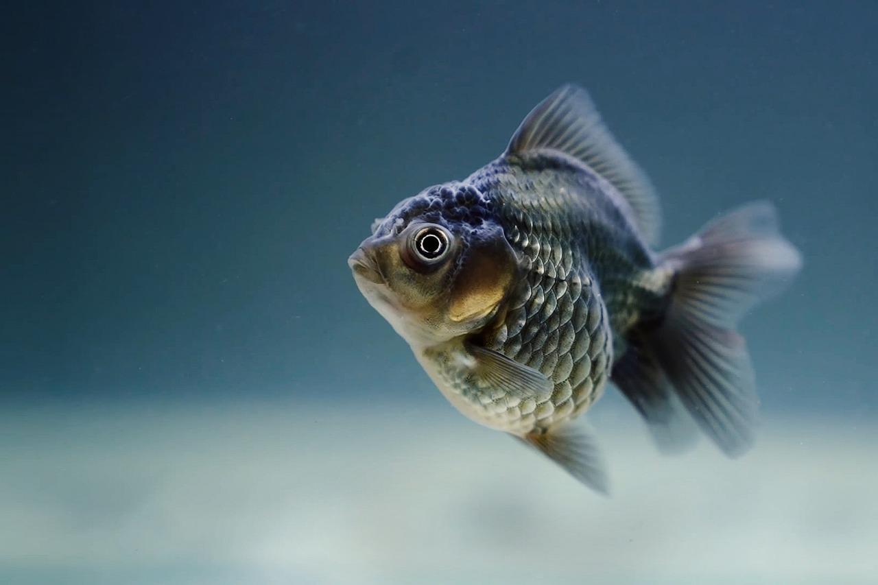 Bluegill (Lepomis macrochirus)