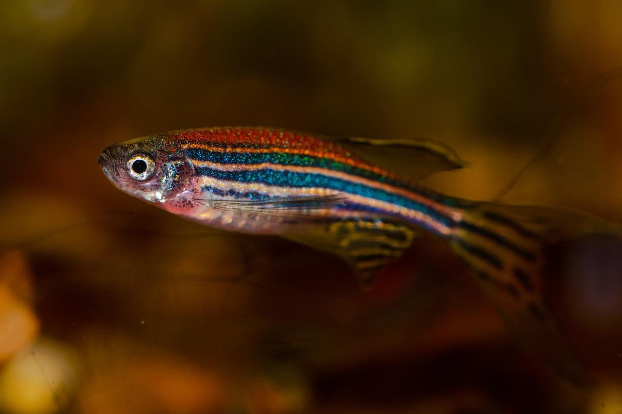 Danios (Danio rerio)