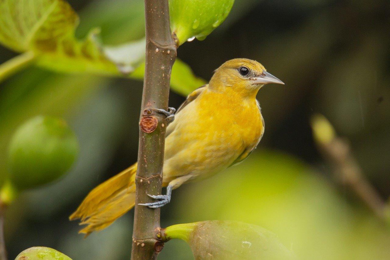 Birds singing in the morning_Nature Sound