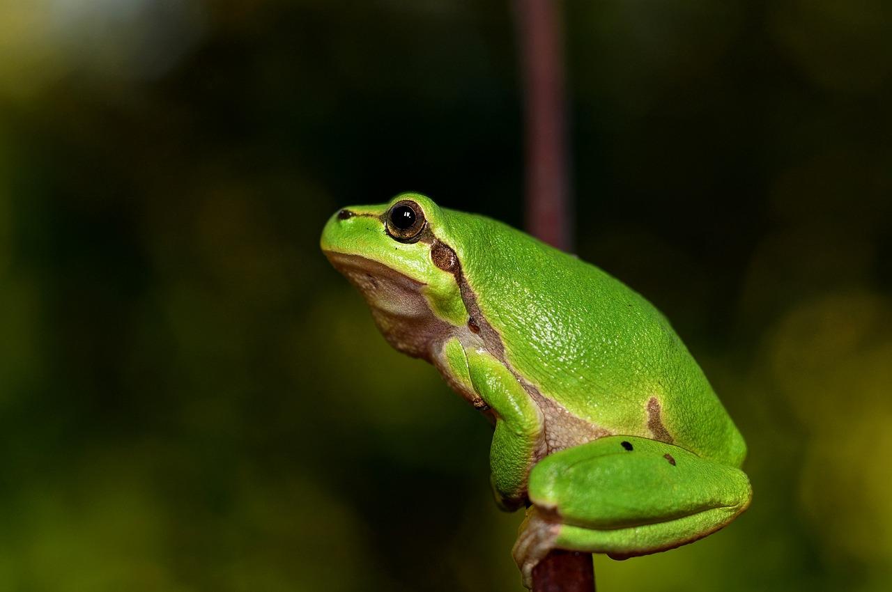 Green Tree Frog