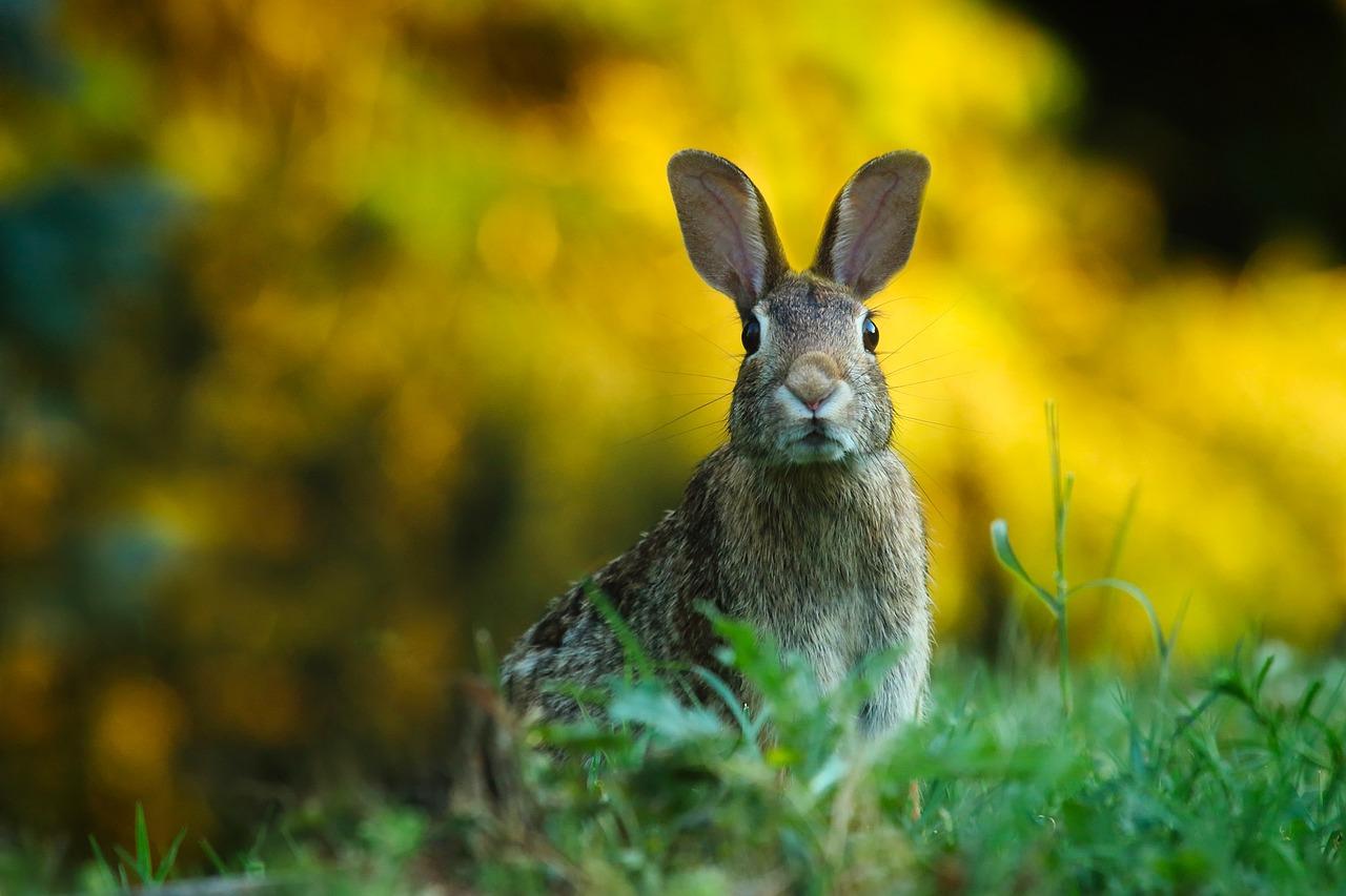 Rabbit (Oryctolagus cuniculus)