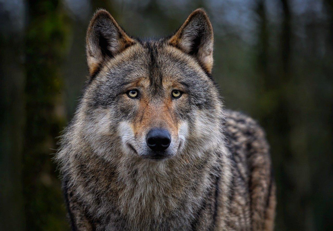 Wolf (Canis lupus)