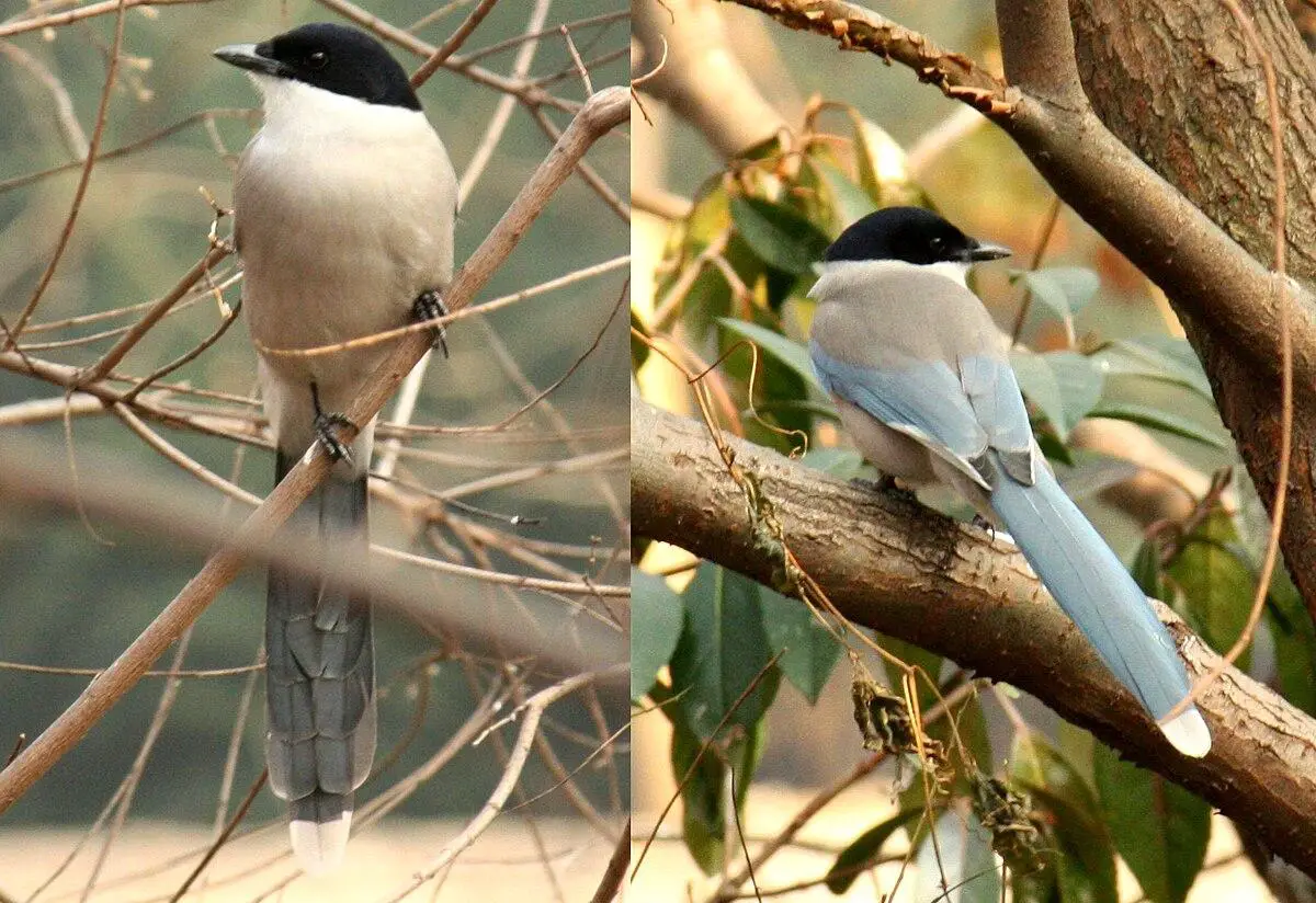 Azure-winged magpie