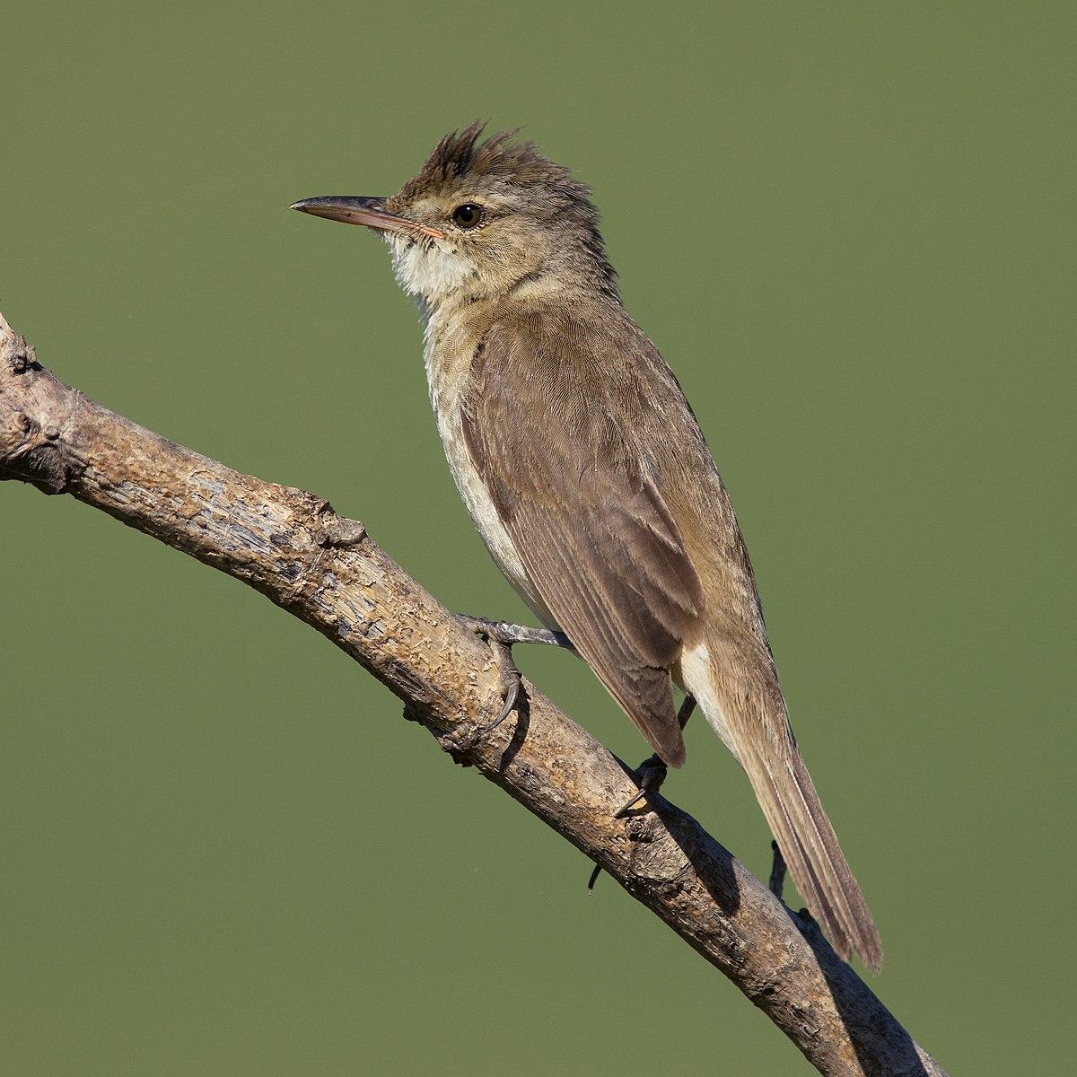 Australian reed warbler