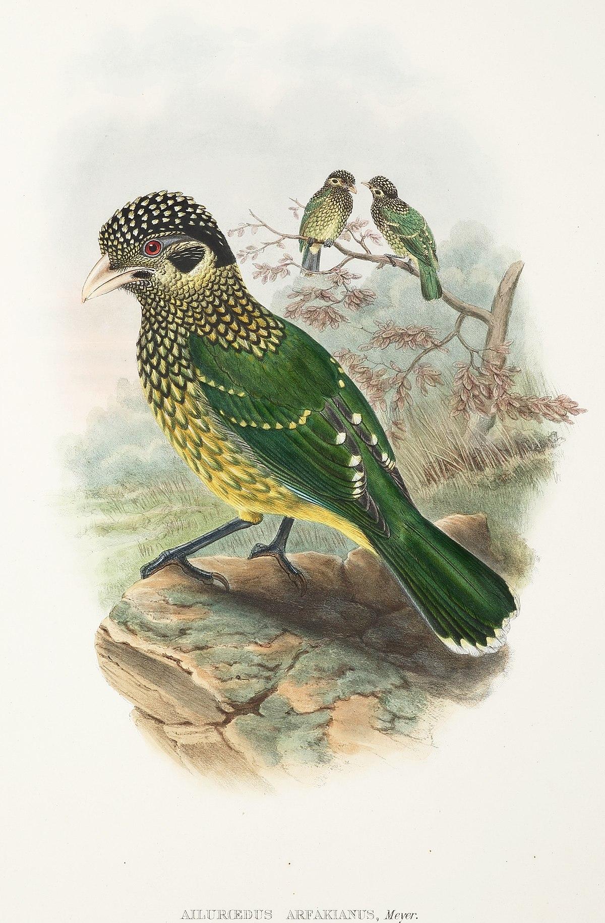 Arfak catbird