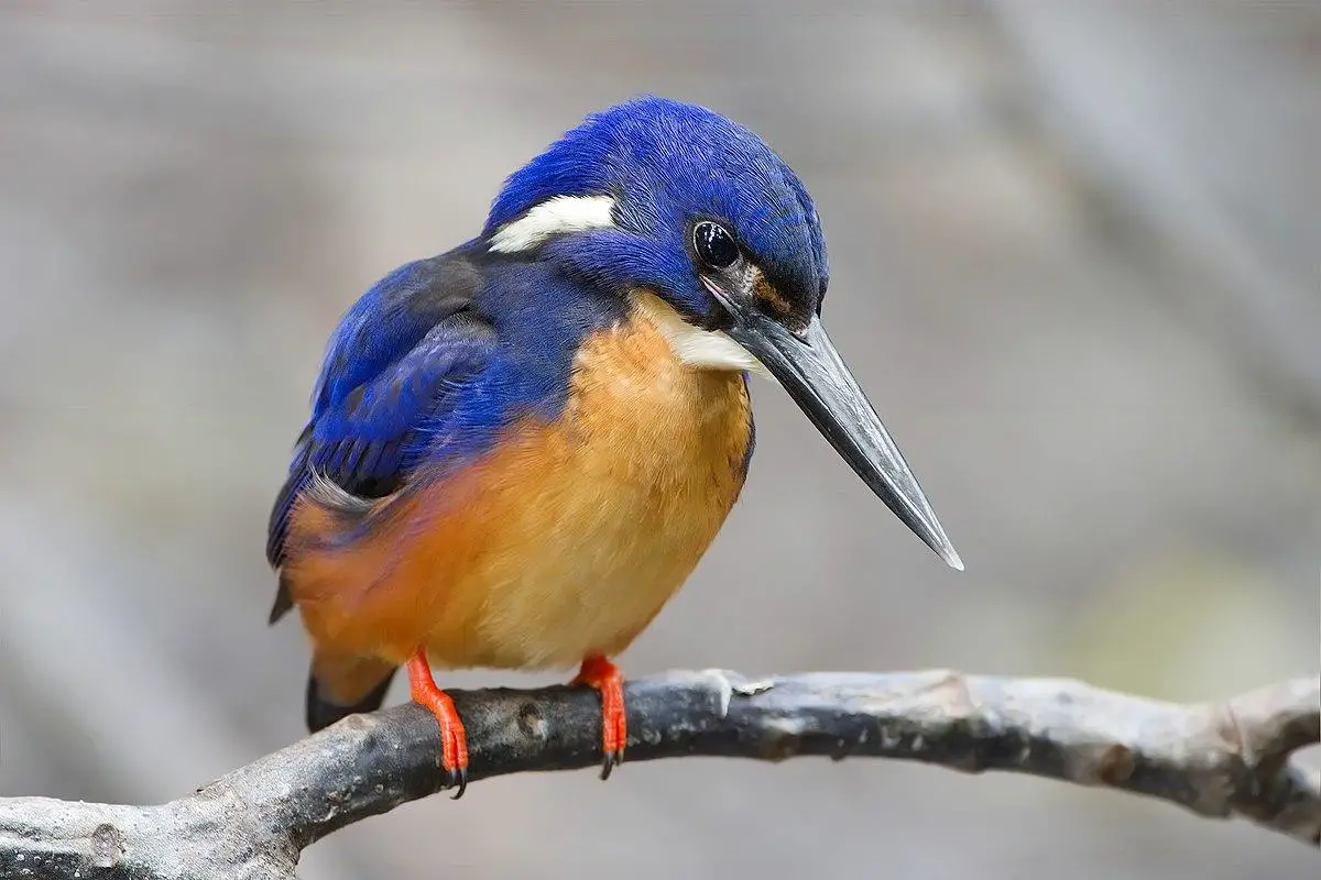 Azure kingfisher