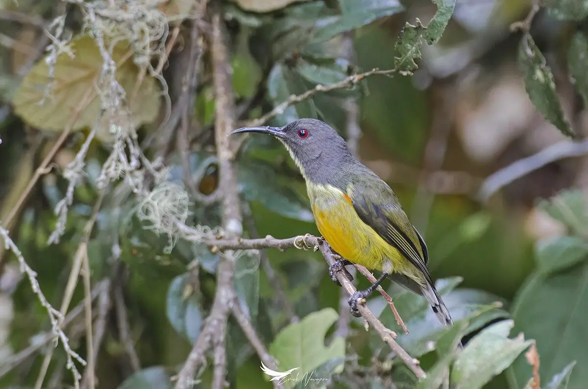 Apo sunbird