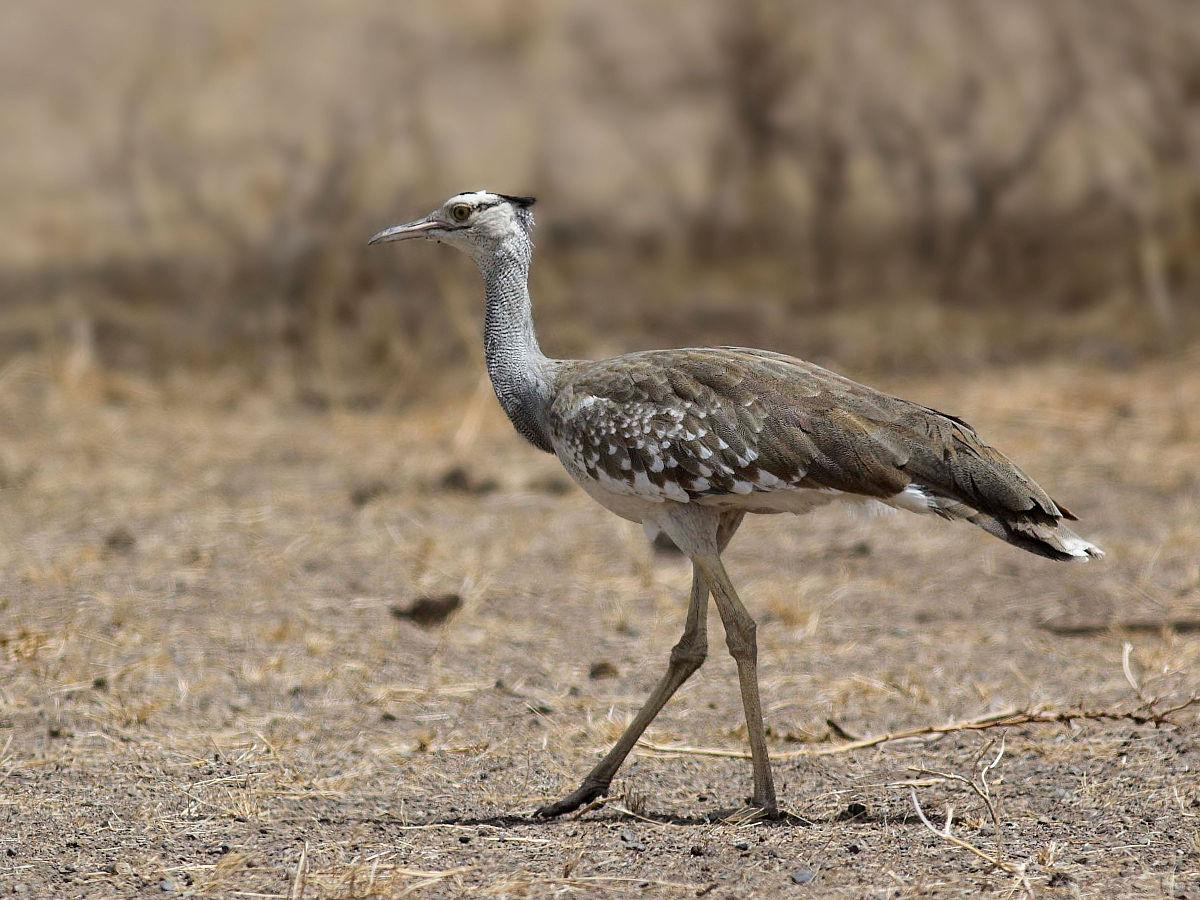 Arabian bustard