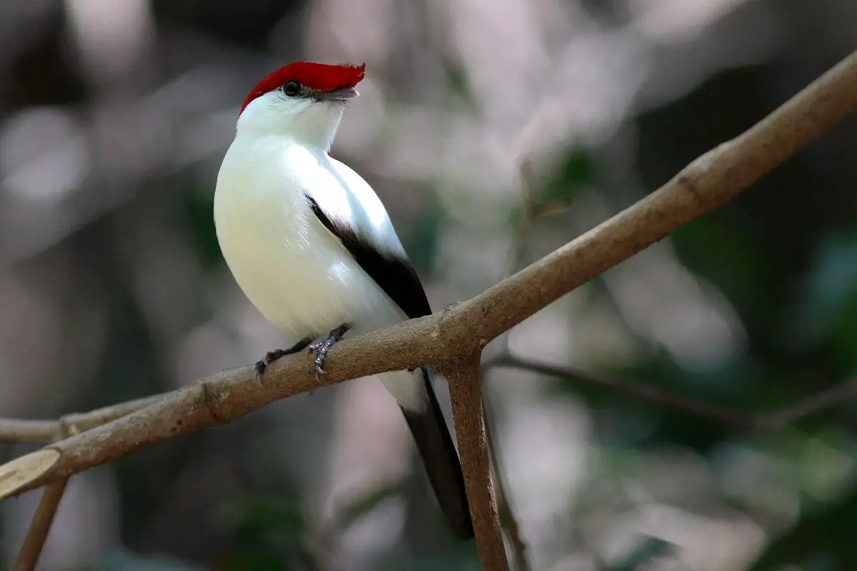 Araripe manakin