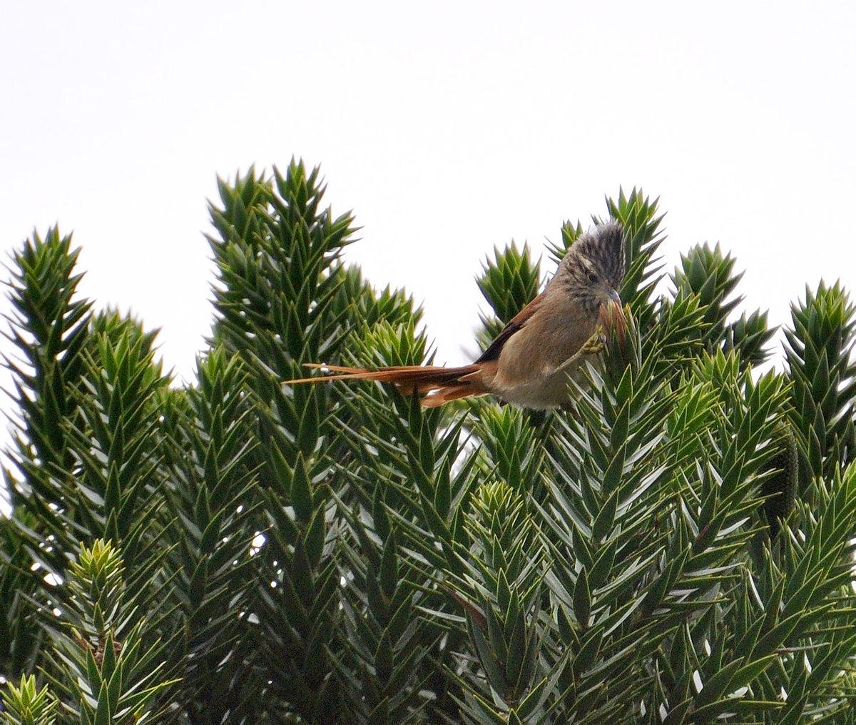 Araucaria tit-spinetail