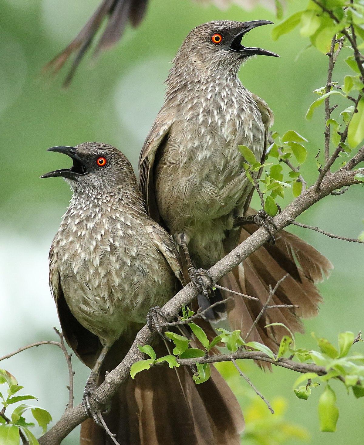 Arrow-marked babbler