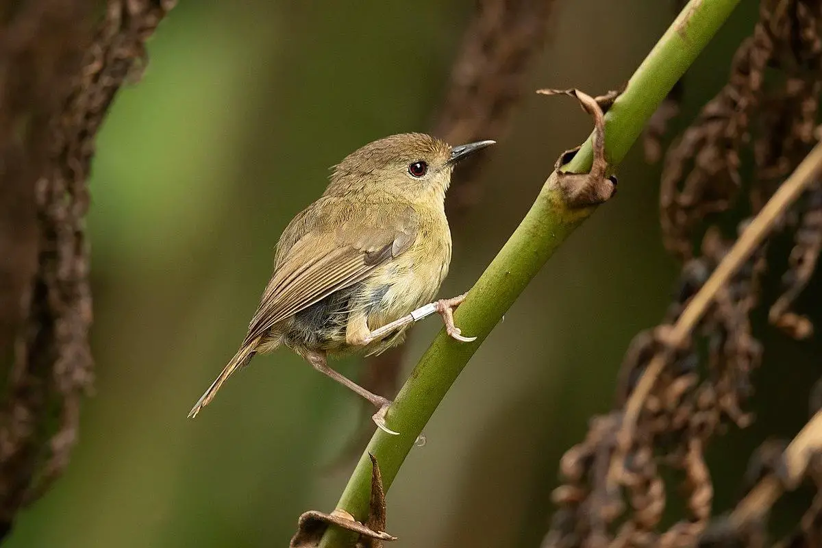 Atherton scrubwren