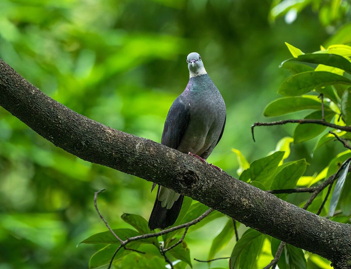 Ashy wood pigeon