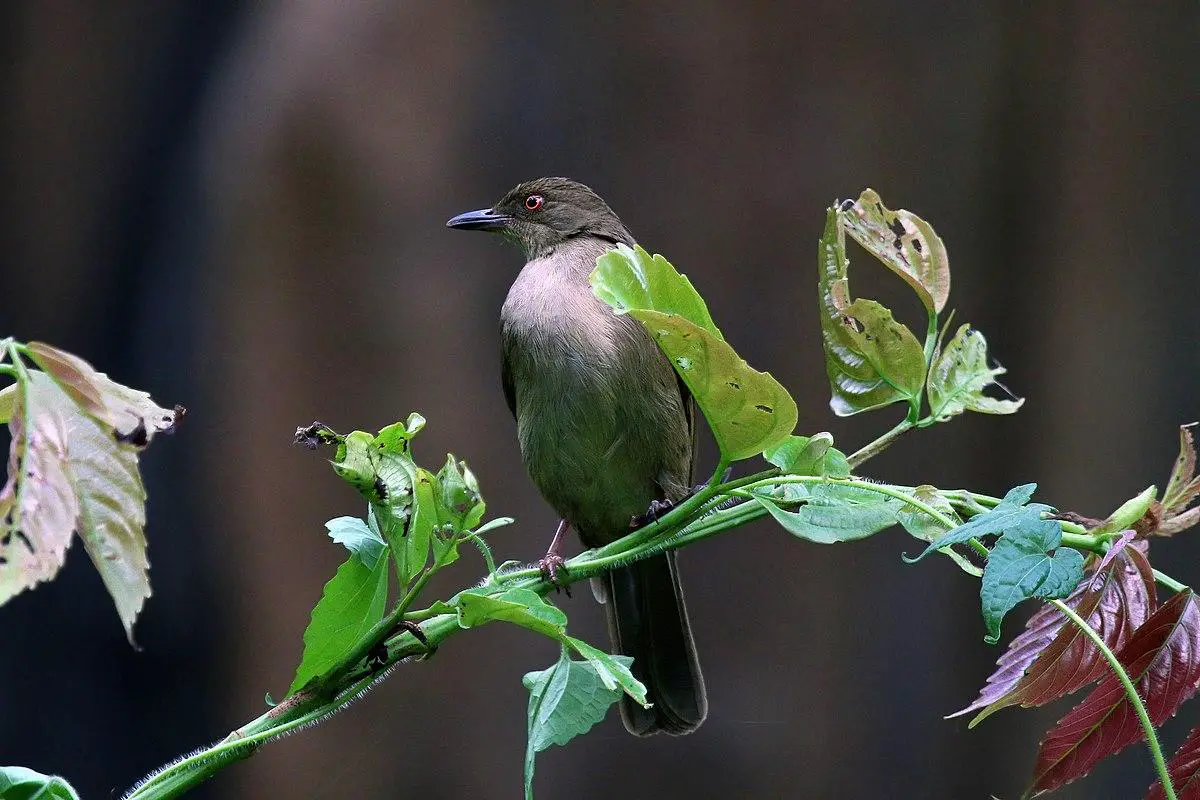 Asian red-eyed bulbul