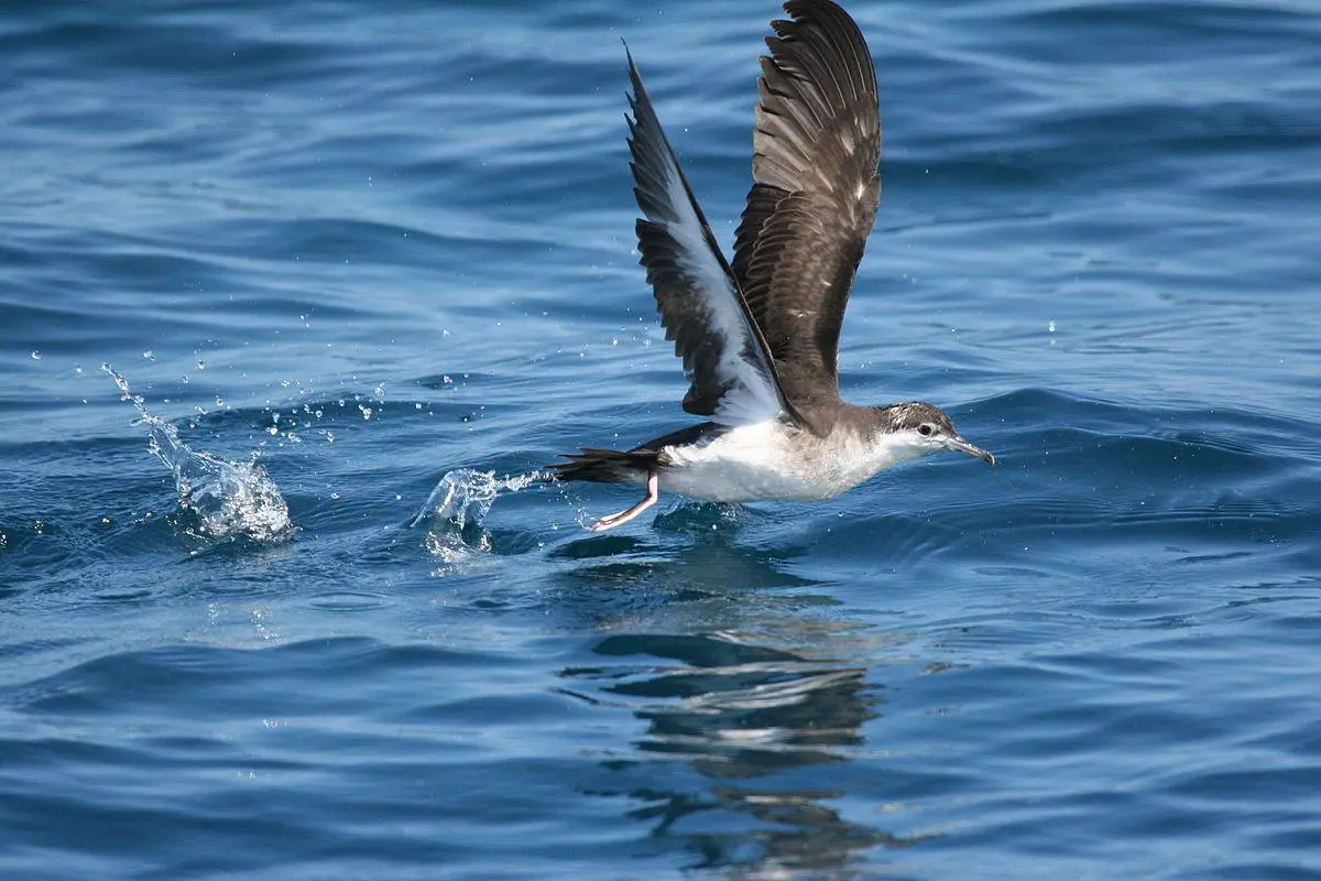 Audubon's shearwater