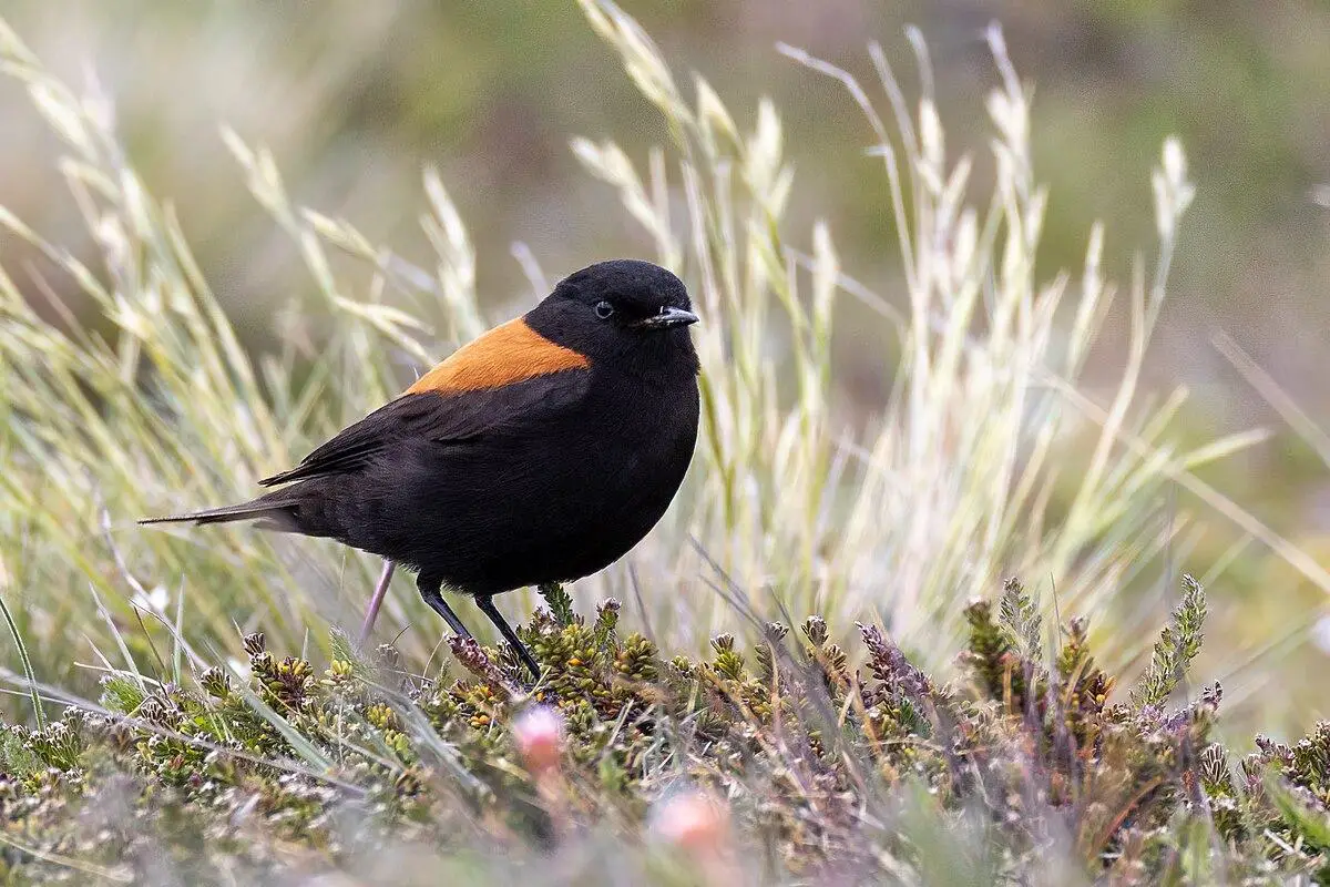 Austral negrito