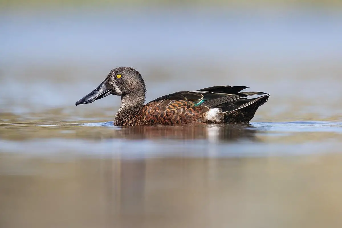 Australasian shoveler