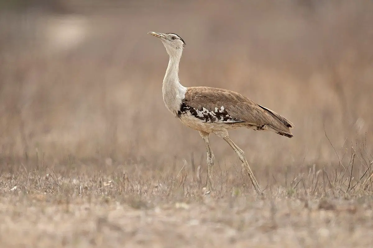 Australian bustard