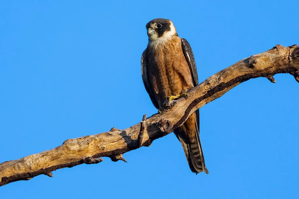 Australian hobby