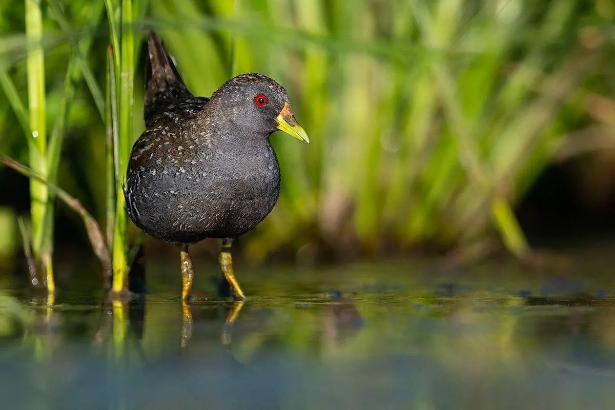 Australian crake