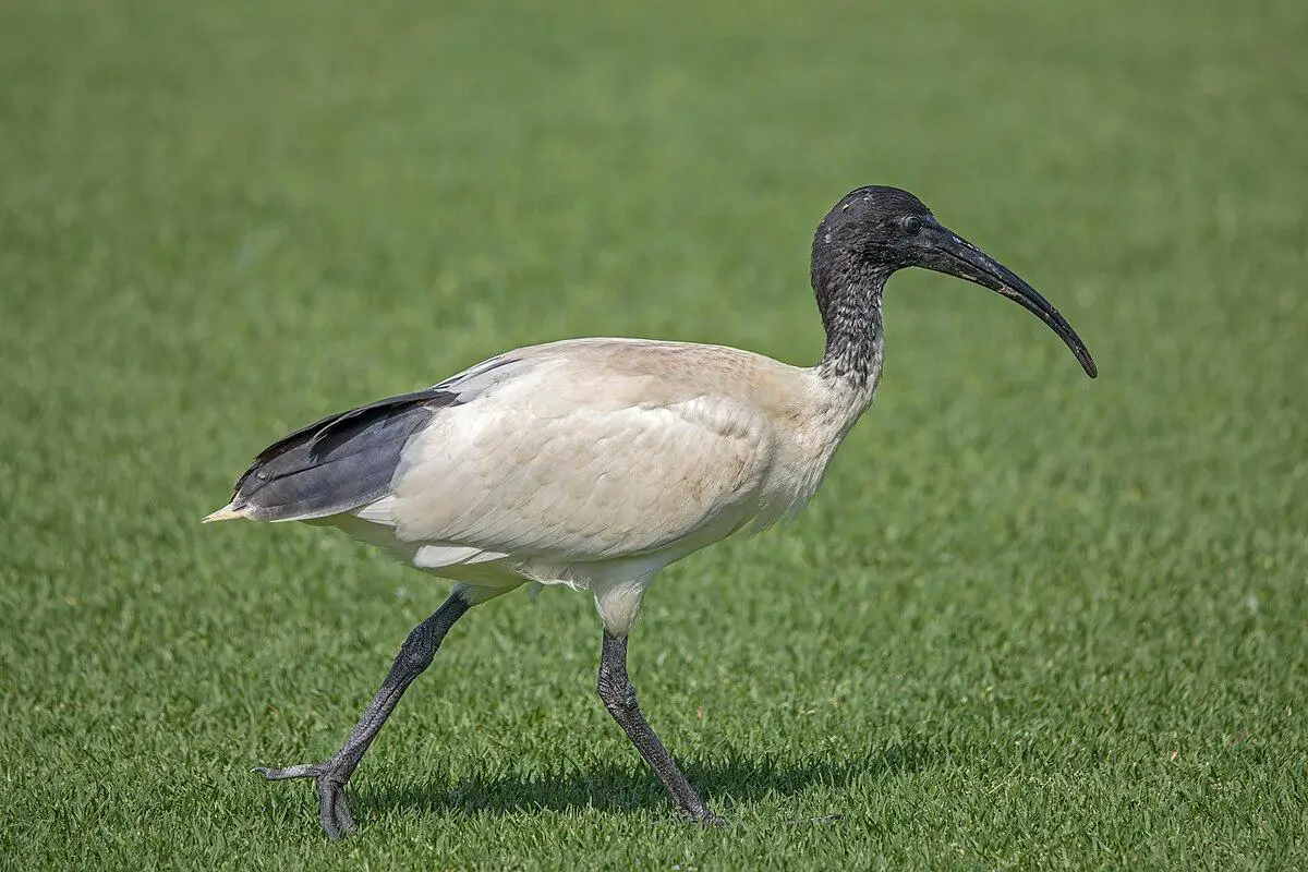 Australian white ibis