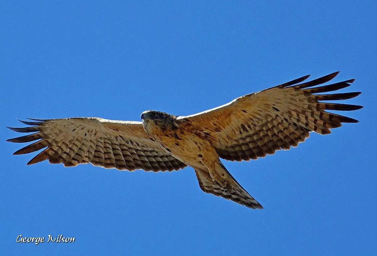 Ayres's hawk-eagle