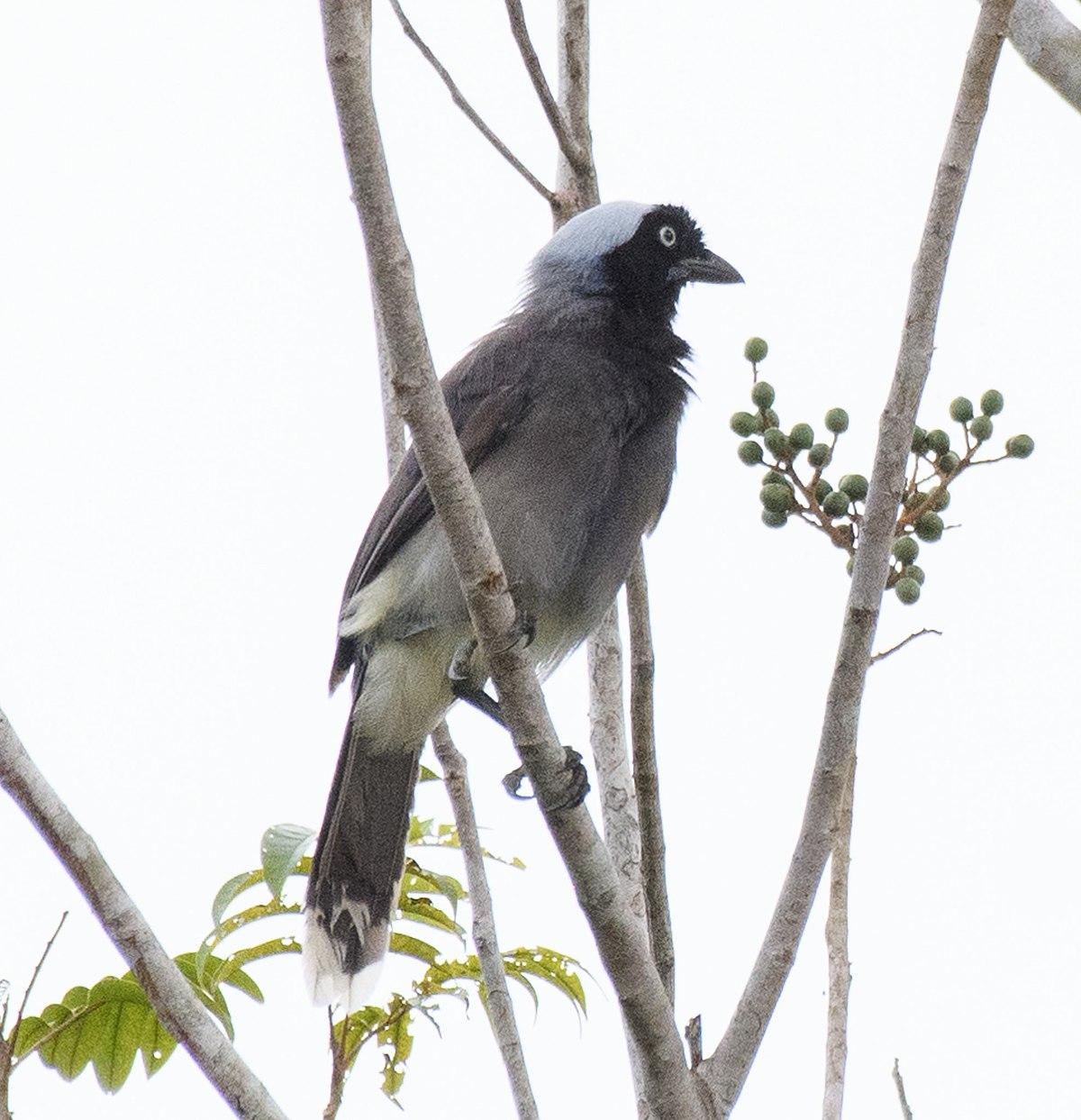 Azure-naped jay