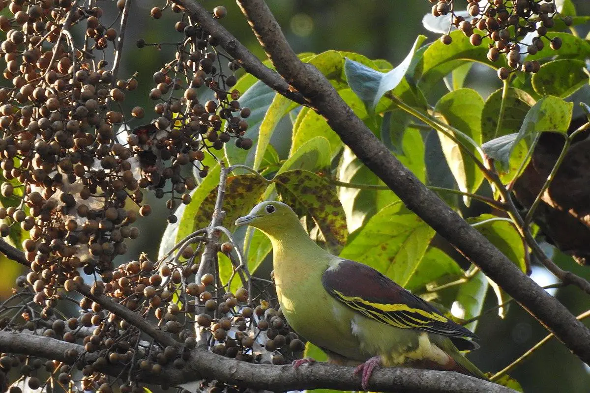 Ashy-headed green pigeon