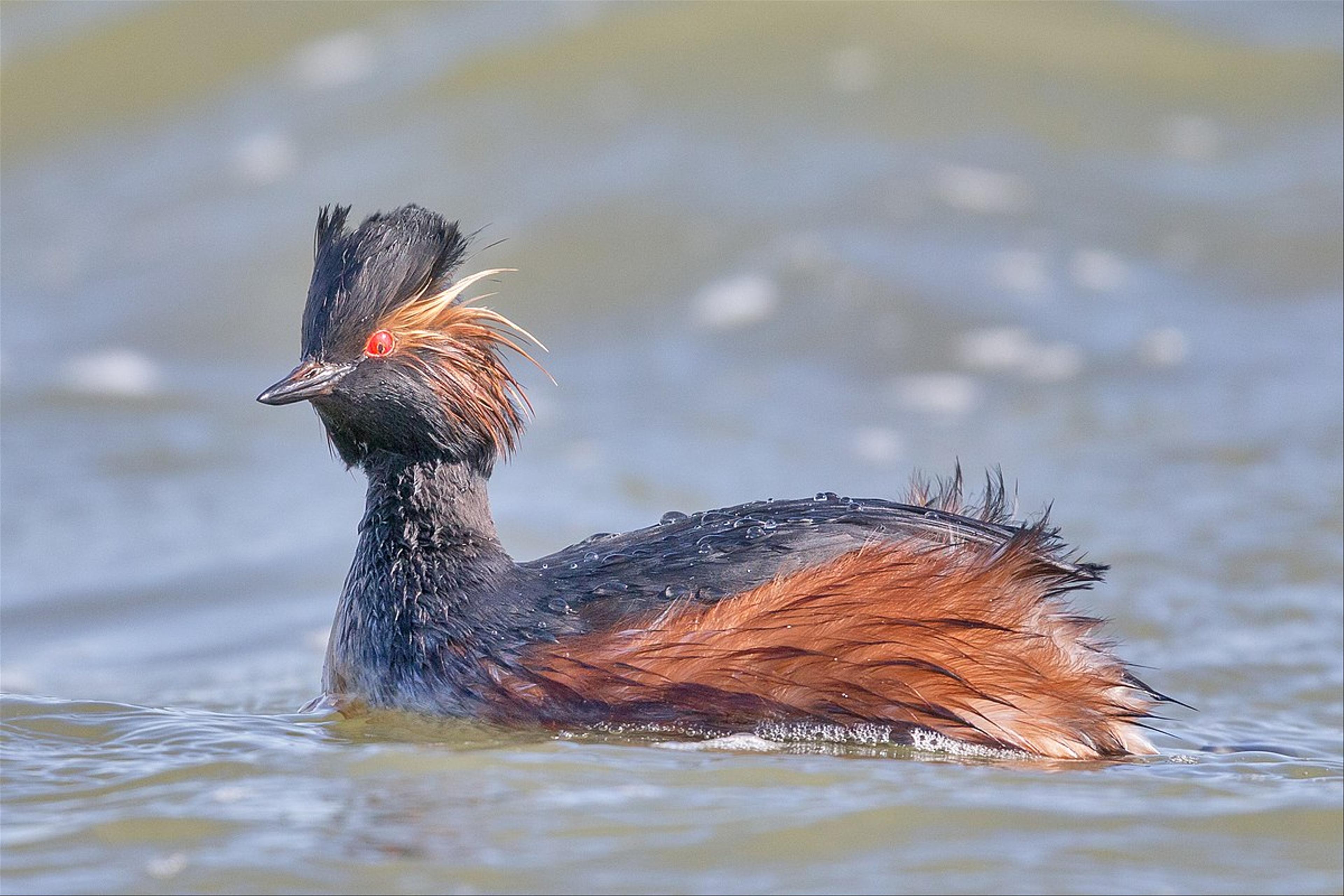 Black-necked grebe