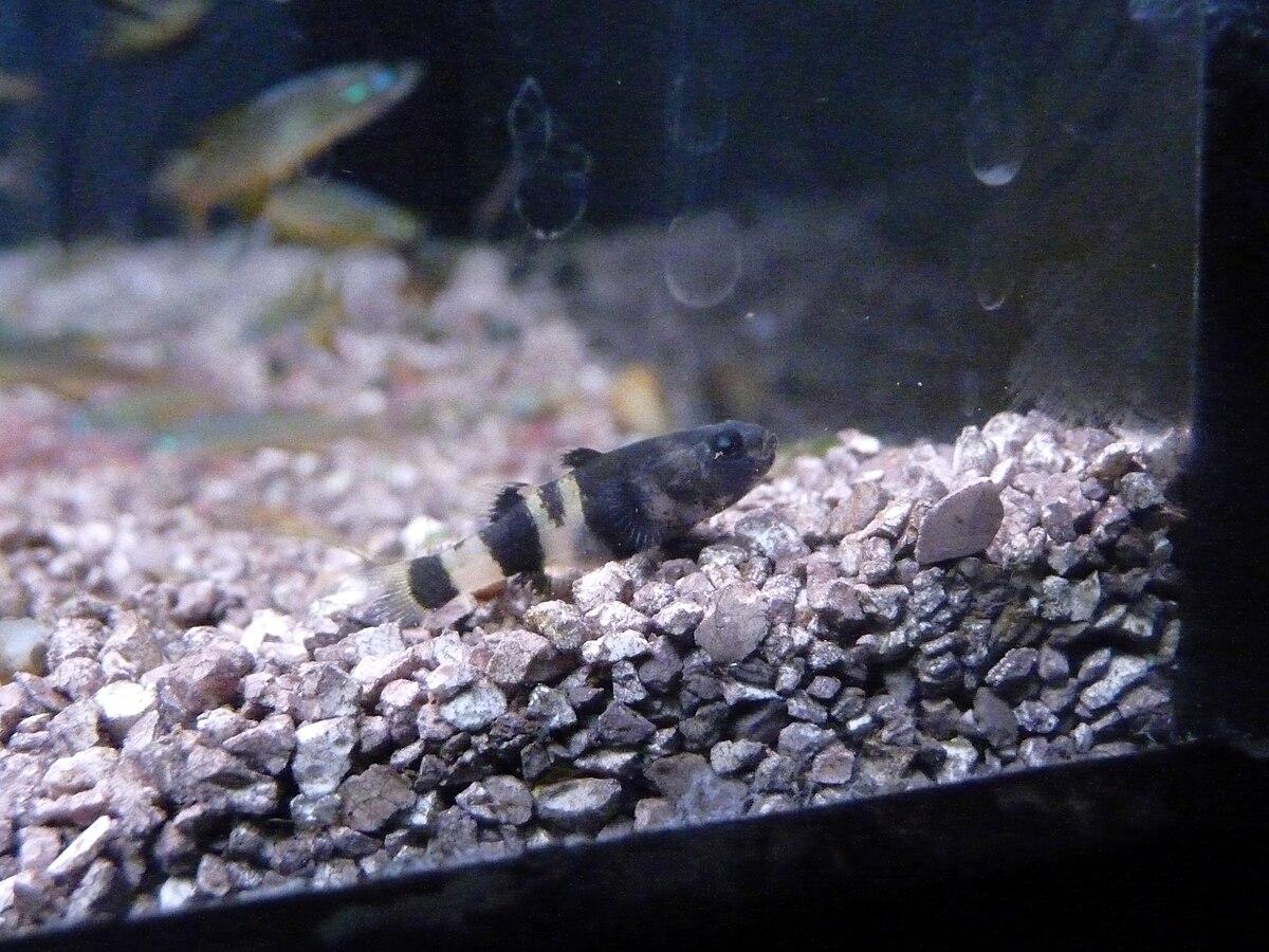 Bumblebee goby