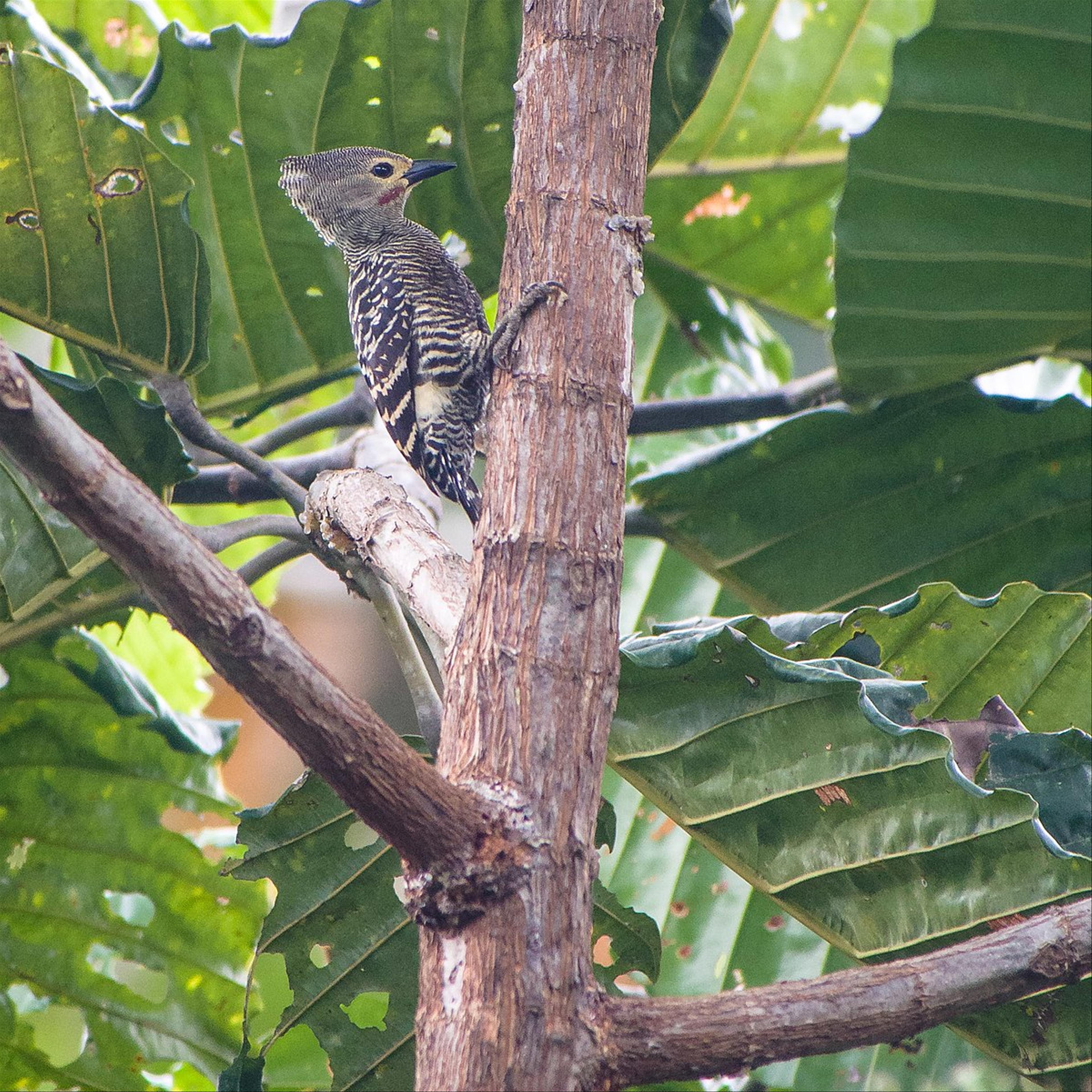 Buff-rumped woodpecker