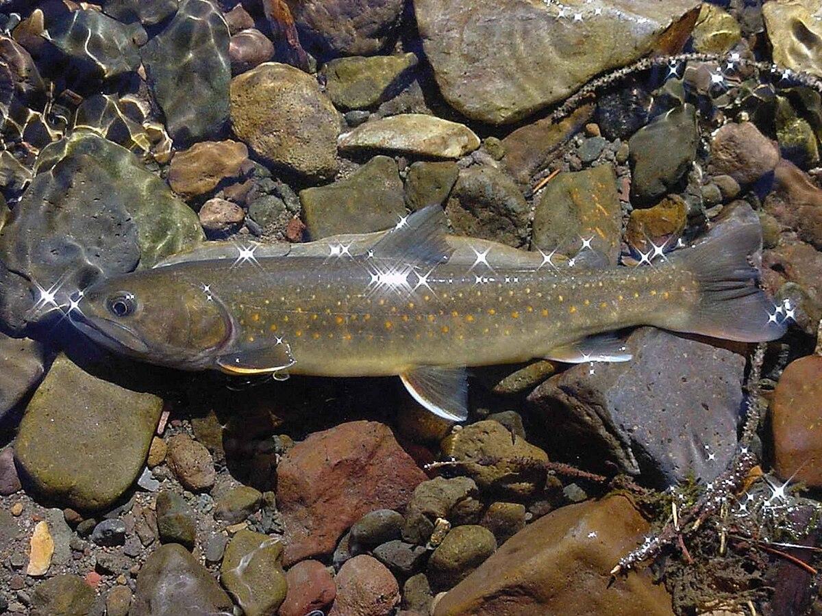 Bull trout