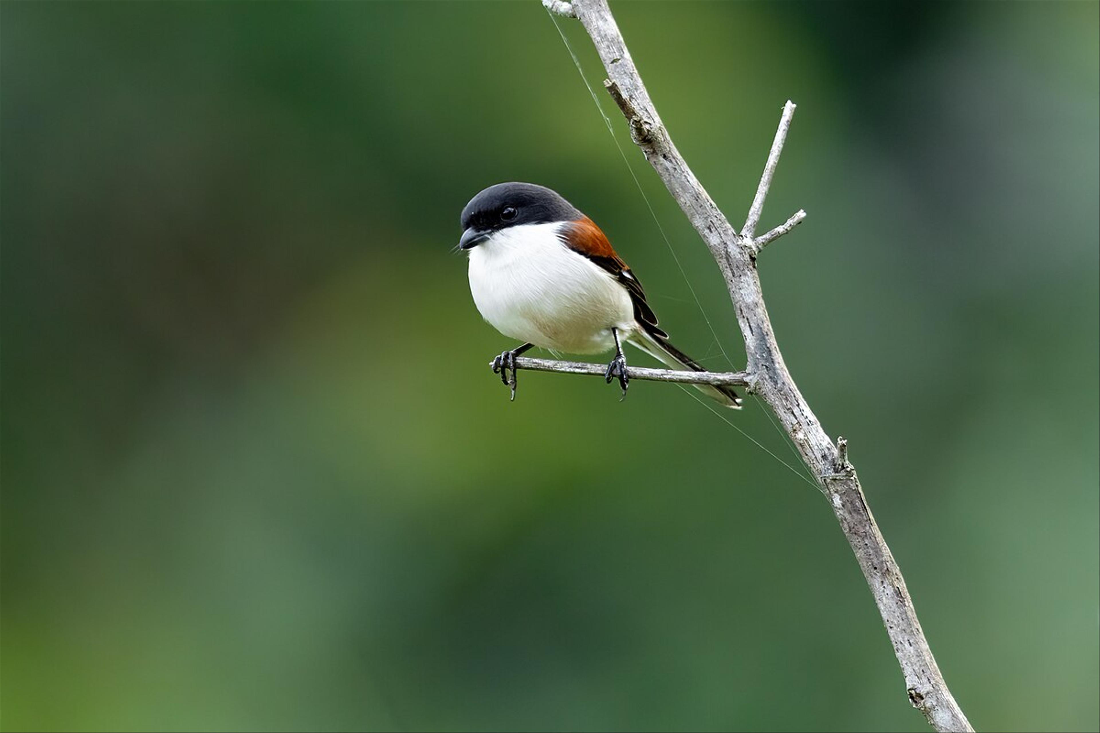 Burmese shrike