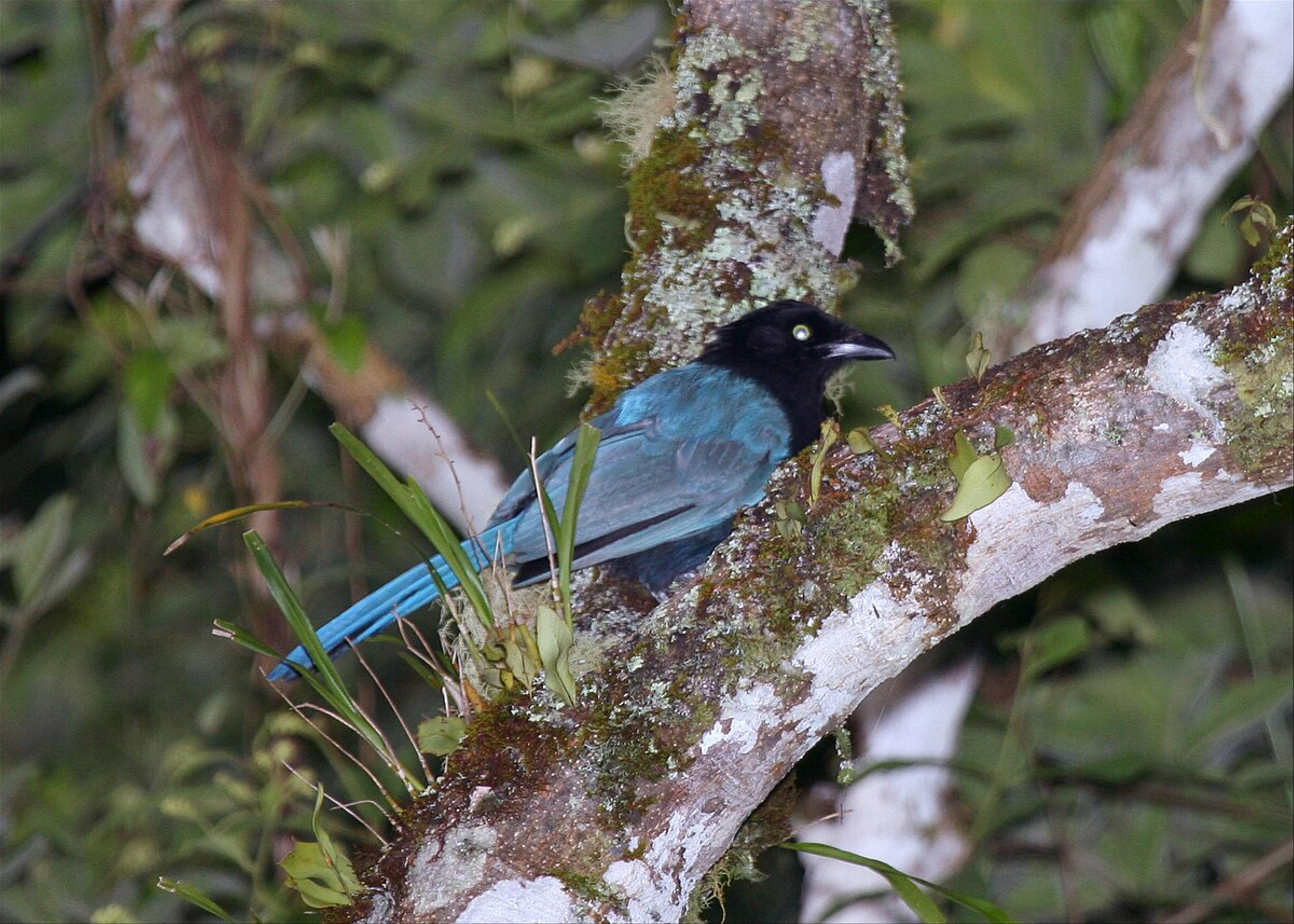 Bushy-crested jay