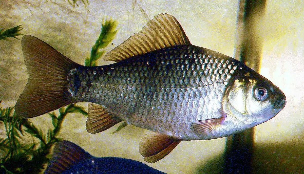 Crucian carp