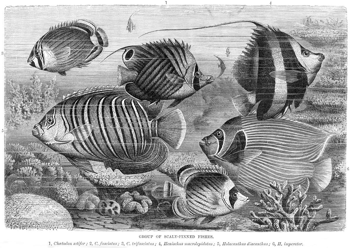 Butterflyfish