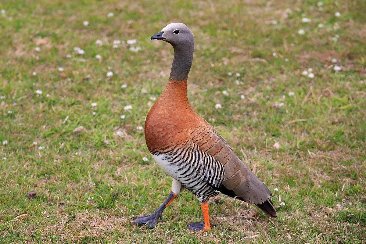 Ashy-headed goose