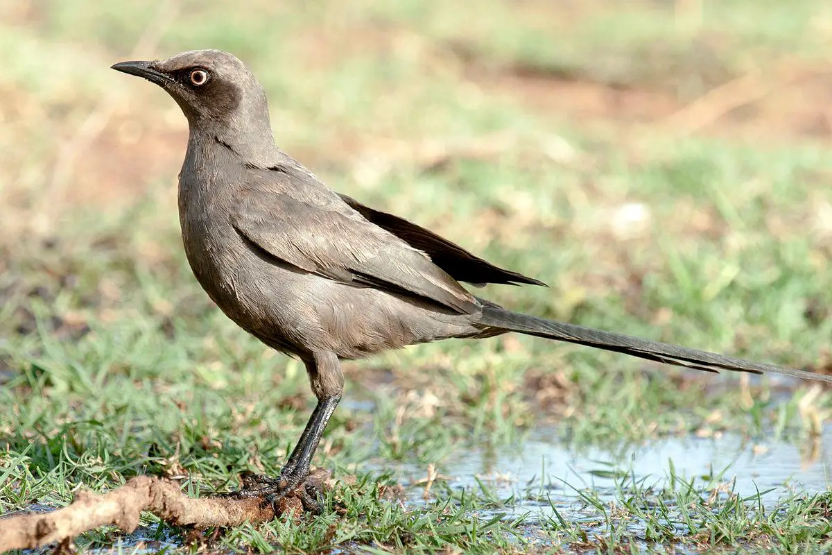 Ashy starling