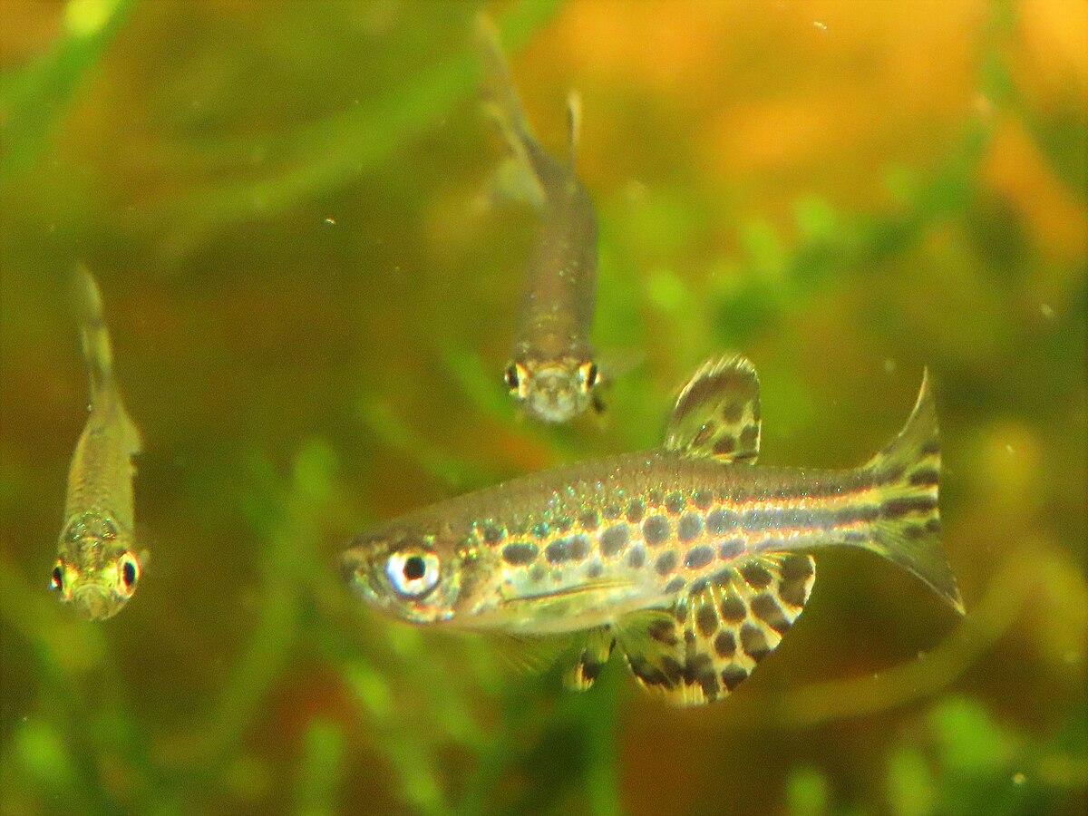 Burma danio