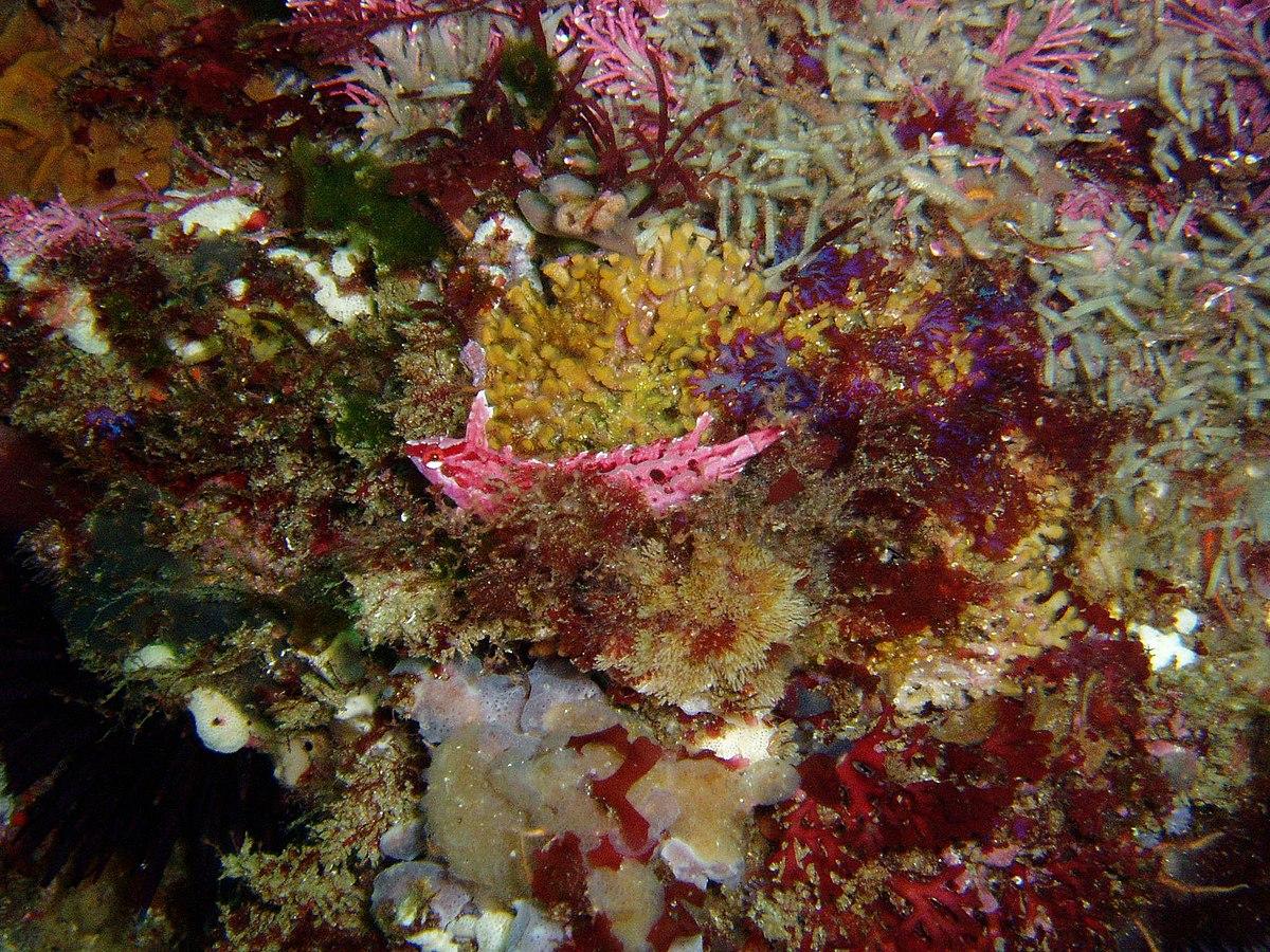 Crevice kelpfish