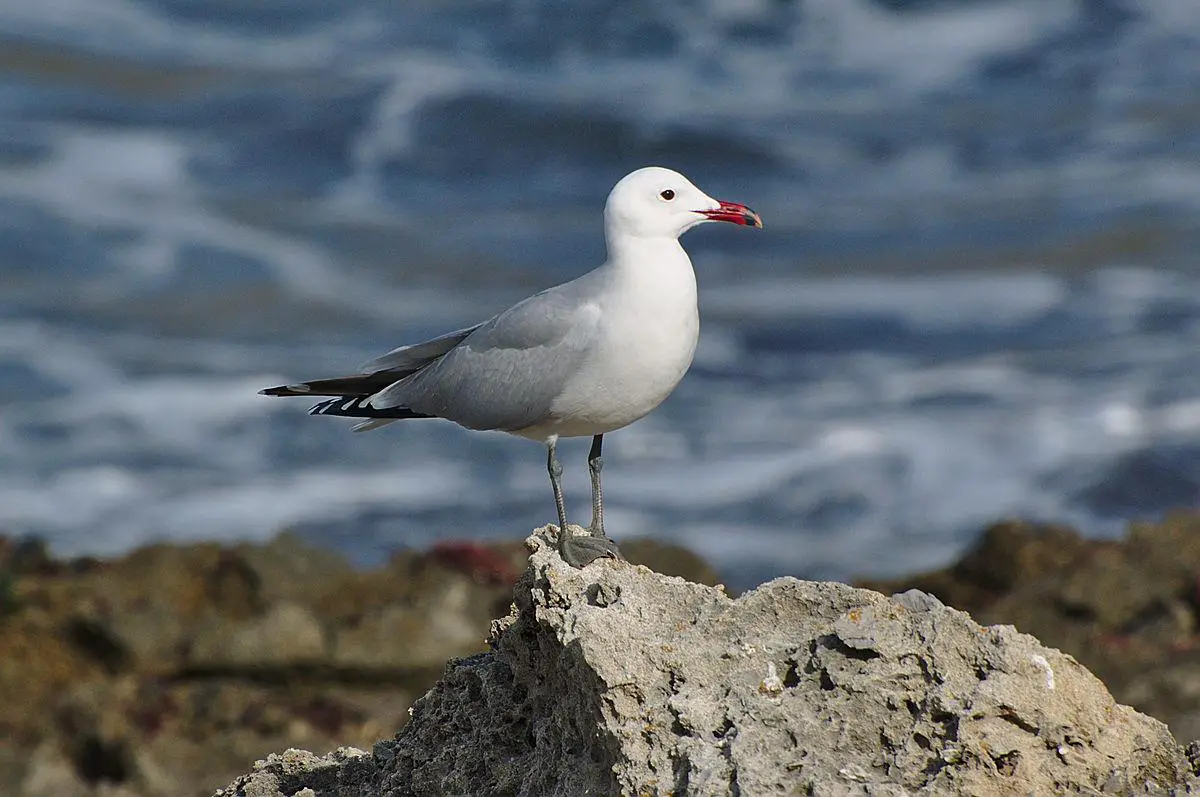 Audouin's gull