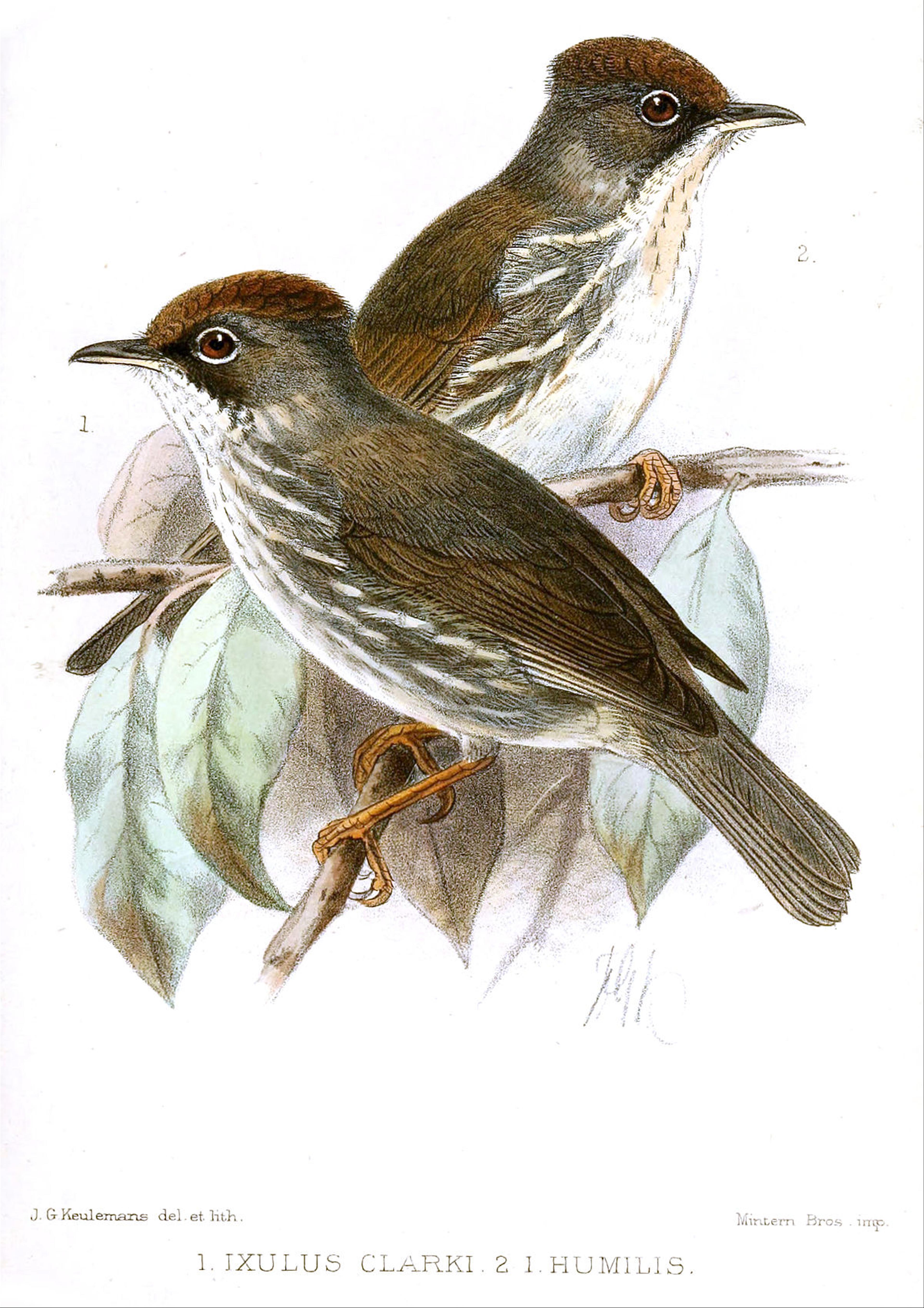 Burmese yuhina