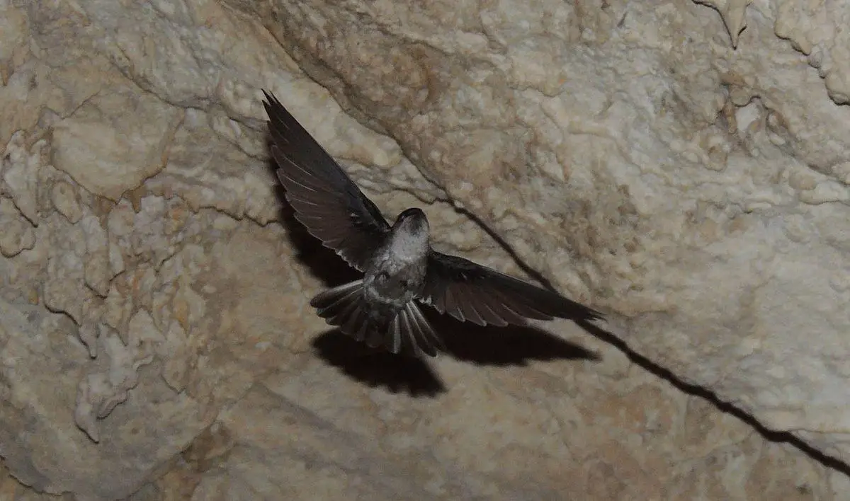 Atiu swiftlet