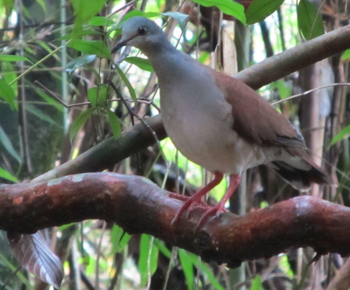 Azuero dove