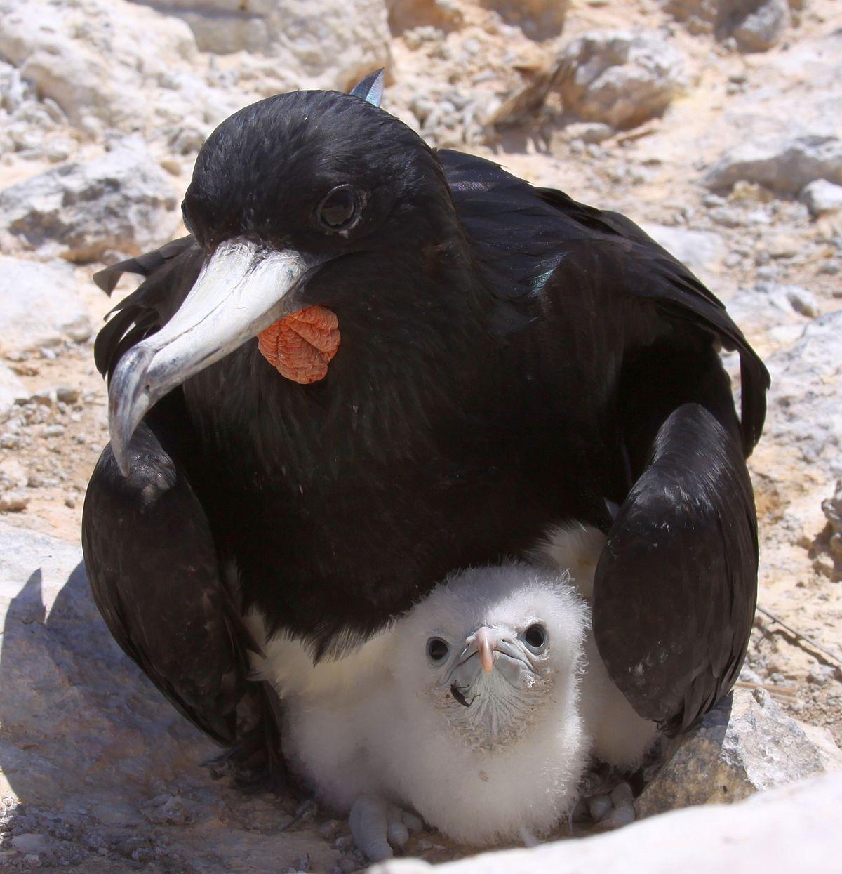 Ascension frigatebird