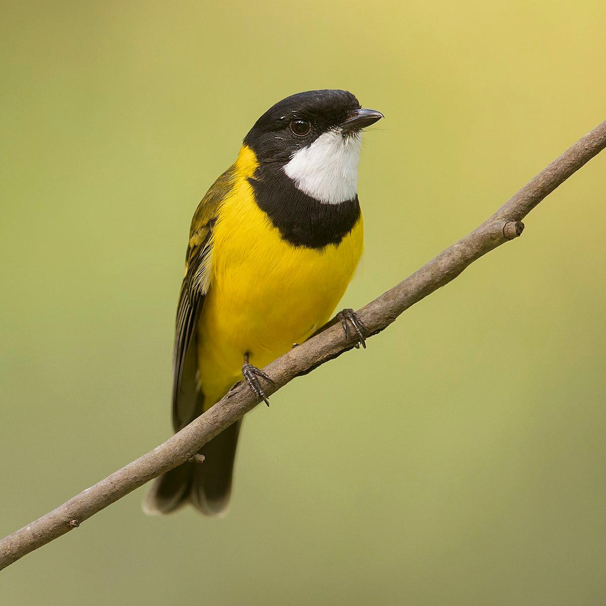 Australian golden whistler