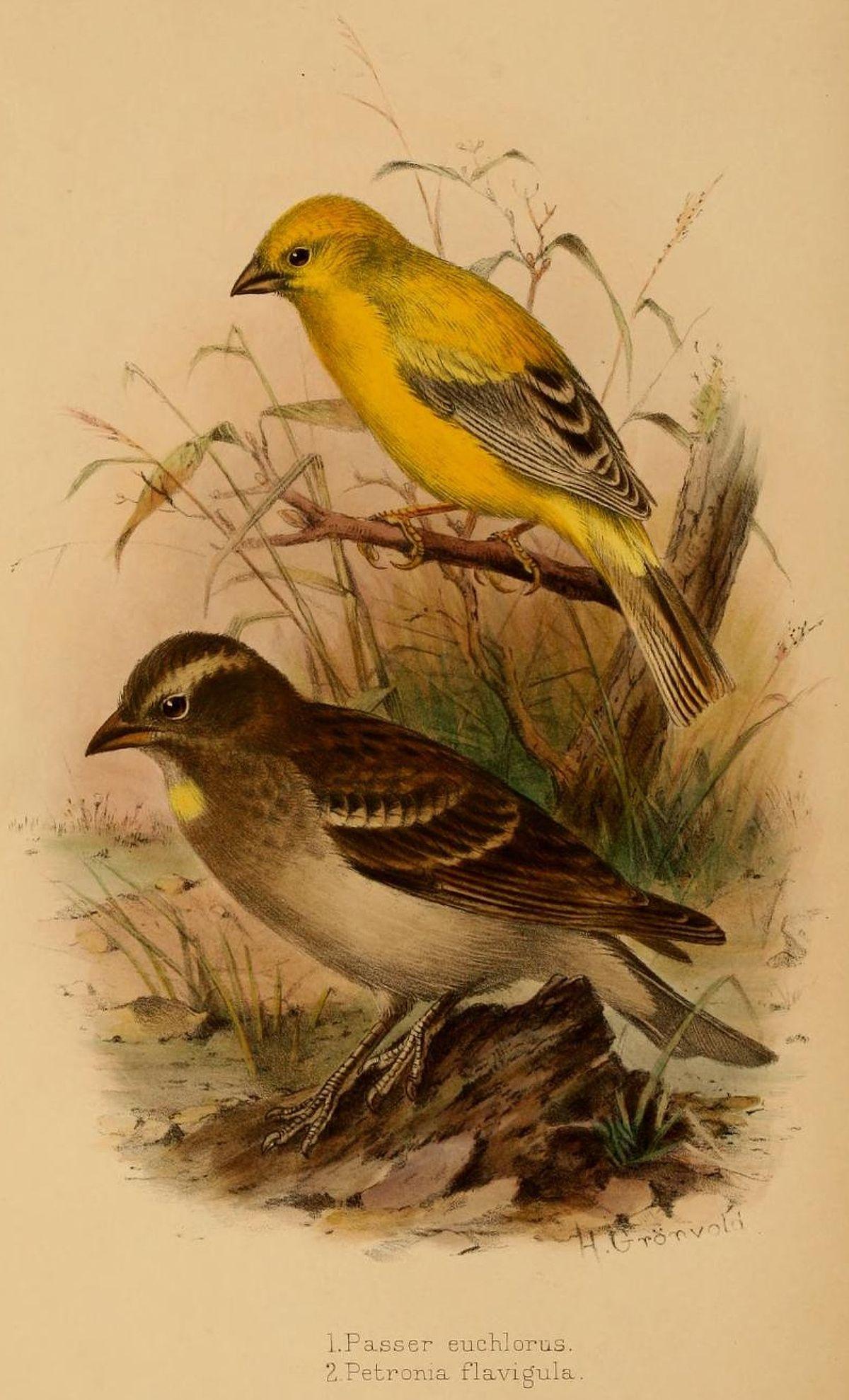 Arabian golden sparrow