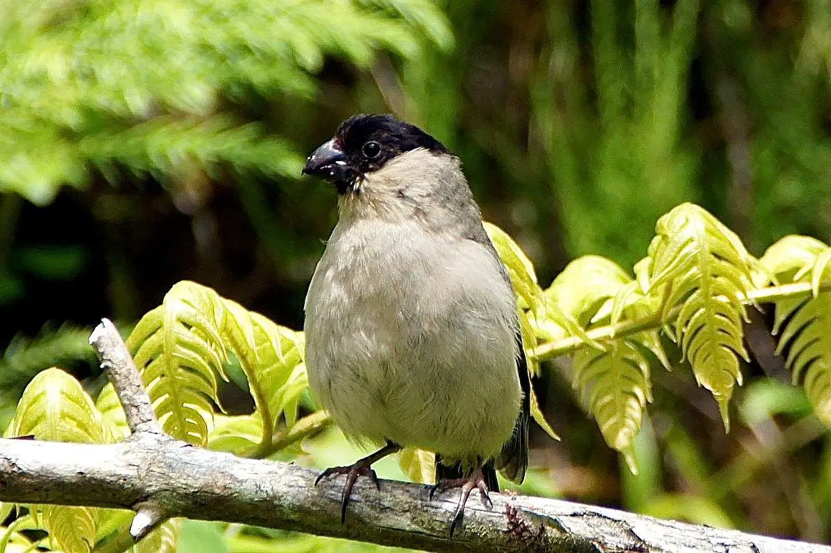 Azores bullfinch